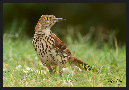 Brown Thrasher (Toxostoma rufum)